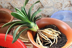 如何为君子兰换盆