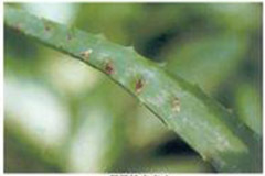 芦荟锈病的发生与防治