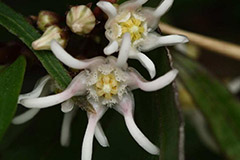 怎样识别多年生草本的年龄