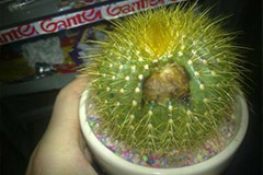 仙人球腐烂后怎么办