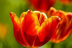 如何防治郁金香碎色花瓣病