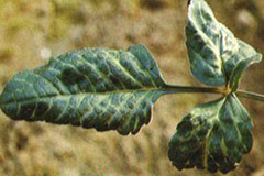 如何防治大丽花病毒病