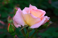 秋季常见病花卉及时防