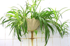 吊兰和文竹的别样种植方法