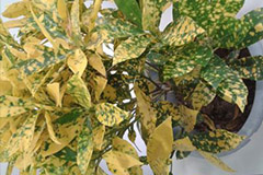 盆花黄叶原因及对策