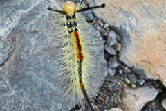 华竹毒蛾的防治方法有哪些