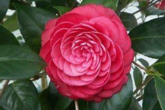 冬季养护山茶花掌握五要点