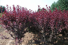 北方如何秋冬扦插紫叶李