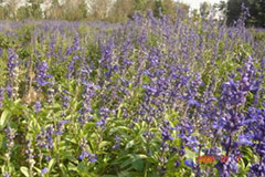 花卉病虫害：薰衣草萎蔫病