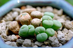 原产南非的小巧精致的多肉植物——群碧玉