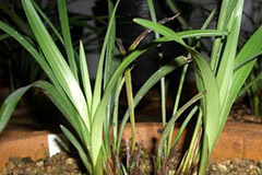 如何让病弱兰花复壮