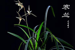 家庭寒兰养护八项注意