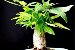 寒冷地区如何养护发财树