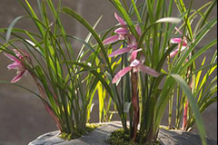 春兰冬季为什么容易枯死