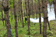 雨雪后森林病虫害防治技术
