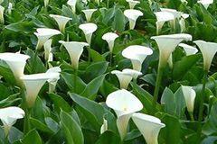 如何养护盆栽马蹄莲