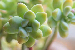 “天使之泪”养护要点有哪些