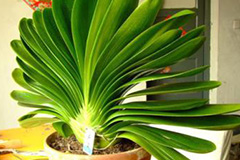 如何能增强君子兰叶片光泽度