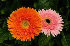 非洲菊袋培滴灌丰产技术