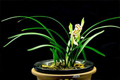 国兰为什么会死苗