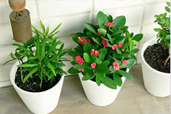 气温降低盆花入室有讲究