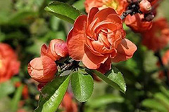 乔本花木栽培五个失误要避免