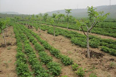 长势好的幼树秋季拉枝最好