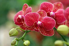 蝴蝶兰的家庭培植养护