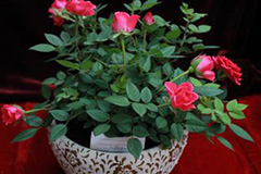 能否用井水浇盆栽月季?