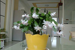 北方盆栽茉莉如何养护