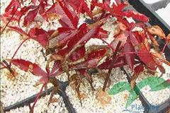 如何防治红枫叶枯病