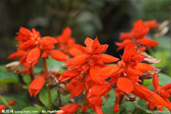 嫁接让一串红开几种颜色花