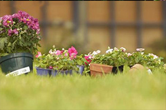 花木秋季管理注重施肥管理