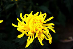 如何才能让菊花在节日开放