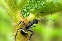 如何防治盆花中的白蚁、蚂蚁