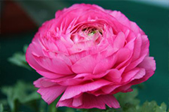 叶牡丹病虫害防治技术