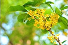 桂花越冬温度不易太高致死