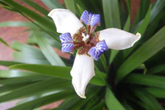 为什么有些兰花花蕾未开会先萎？