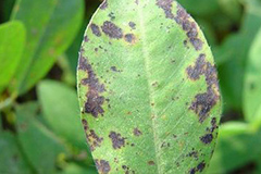 如何防治榆叶梅黑斑病