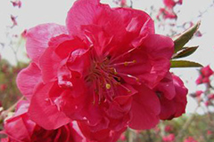 红花碧桃生理性流胶病防治