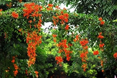 炮仗花如何正确科学的繁殖