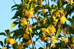 桂花树受冻后应如何复壮？