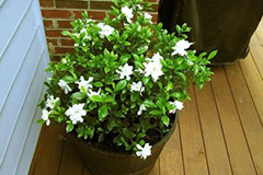 怎样使盆栽栀子花花繁叶茂