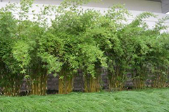 观赏竹的盆栽技术与养护管理