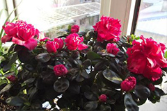 家养花如何使花卉长得紧凑