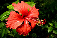 扶桑要秋防落蕾冬防落叶