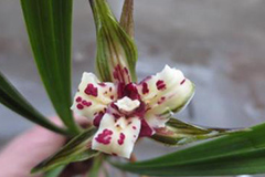 为什么有些兰花花蕾未开会先萎