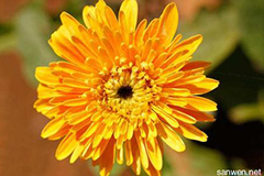 秋季菊花花期养护要点