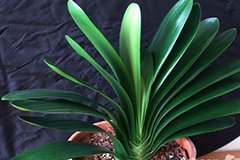 君子兰叶片歪斜怎么办？