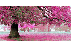 为什么樱花会提前落叶